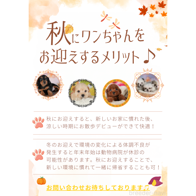 成約済の東京都のミニチュアダックスフンド(ロングヘアード)-407743の7枚目